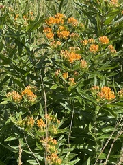 Asclepias tuberosa
