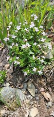 Houstonia montana