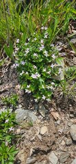 Houstonia montana