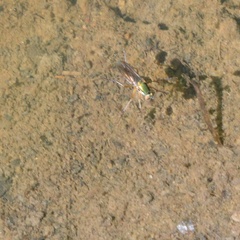 Poecilobothrus nobilitatus