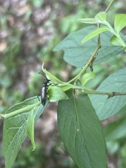 Strangalepta abbreviata