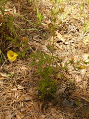 Aureolaria pectinata