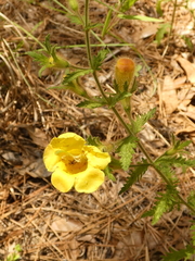 Aureolaria pectinata