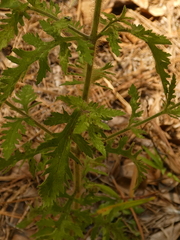 Aureolaria pectinata