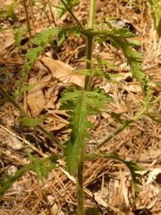 Aureolaria pectinata