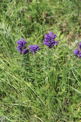 Dracocephalum austriacum
