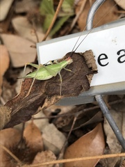 Oecanthus varicornis
