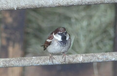 Passer domesticus × italiae