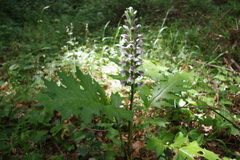 Acanthus mollis
