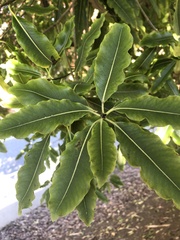Pittosporum eugenioides