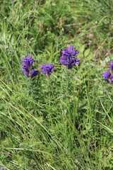 Dracocephalum austriacum