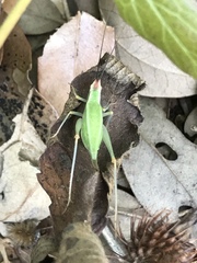 Oecanthus varicornis