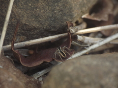 Stenaelurillus marusiki