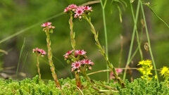 Sempervivum arachnoideum