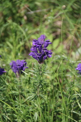 Dracocephalum austriacum
