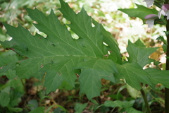 Acanthus mollis