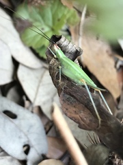 Oecanthus varicornis