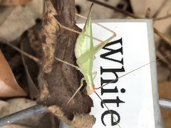 Oecanthus varicornis
