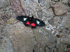 Parides sesostris