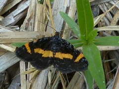 Heliomata infulata