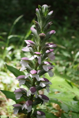 Acanthus mollis
