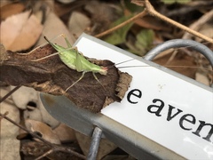 Oecanthus varicornis
