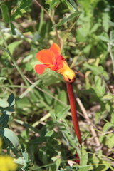Phelypaea coccinea