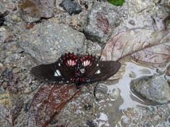 Parides sesostris