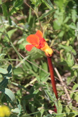 Phelypaea coccinea