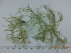 Usnea flavocardia