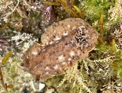 Geitodoris planata