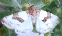 Schinia chryselloides