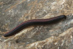 Ommatoiulus sabulosus