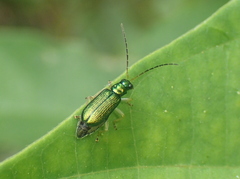 Pseudotheopea smaragdina