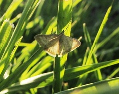Anania fuscalis