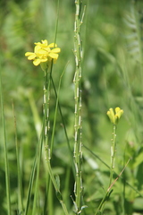 Erysimum cuspidatum