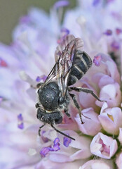 Stelis punctulatissima