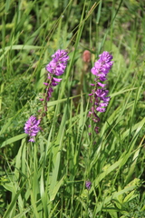 Polygala anatolica