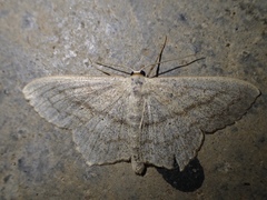 Scopula nigropunctata