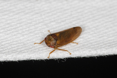 Iassus lanio