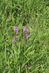 Polygala anatolica
