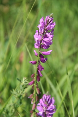 Polygala anatolica