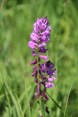 Polygala anatolica