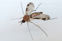 Heteropterna cressoni