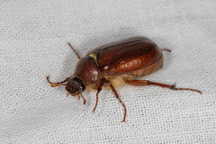 Holochelus