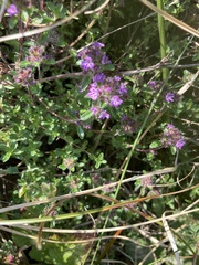 Thymus praecox britannicus
