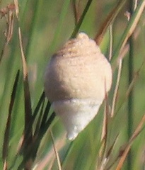 Tenodera superstitiosa