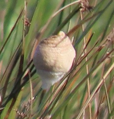Tenodera superstitiosa