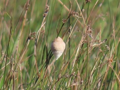 Tenodera superstitiosa