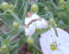 Schinia chryselloides